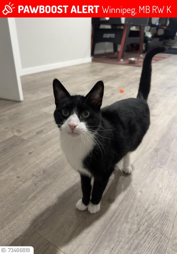 Lost Male Cat last seen Sand Point Bay and Kildonan Meadow Dr, Winnipeg, MB R3W 1K3