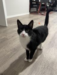 Lost Male Cat last seen Sand Point Bay and Kildonan Meadow Dr, Winnipeg, MB R3W 1K3