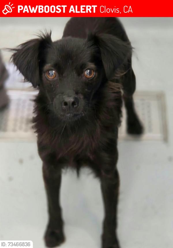 Found/Stray Female Dog last seen Scott Ave and Junipero Ave, Clovis, CA 93619