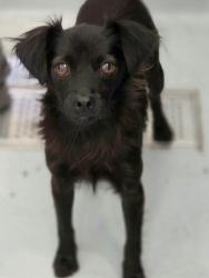 Found/Stray Female Dog last seen Scott Ave and Junipero Ave, Clovis, CA 93619