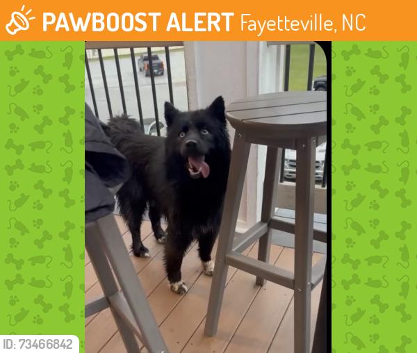 Found/Stray Unknown Dog last seen Kings Grant Golf & Country Club, Fayetteville, NC 28311