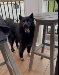 Found/Stray Unknown Dog last seen Kings Grant Golf & Country Club, Fayetteville, NC 28311