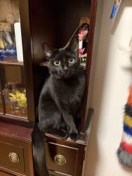 Reunited Female Cat last seen Augusta and Rockwell, Chicago, IL 60622