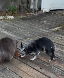 Reunited Female Cat last seen Warbler Way, Kissimmee, FL, Osceola County, FL 34746