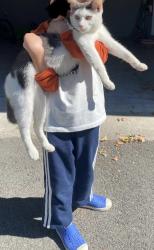 Reunited Female Cat last seen Candies Creek Baptist Church, Charleston, TN 37310