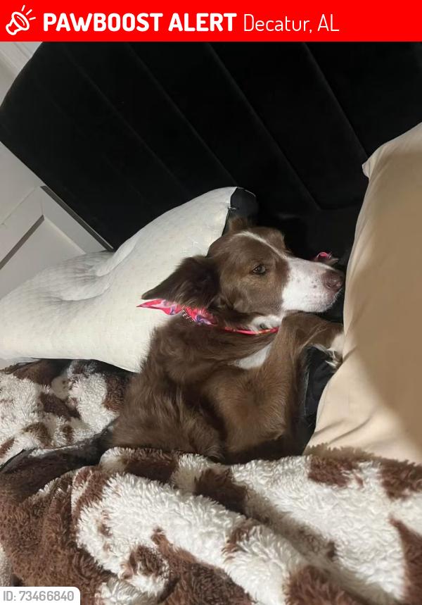 Lost Female Dog last seen Chestnut mountain rd, Decatur, AL 35603