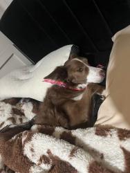 Lost Female Dog last seen Chestnut mountain rd, Decatur, AL 35603