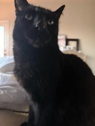 Lost Male Cat last seen Mesa ridge, Colorado Springs, CO 80925