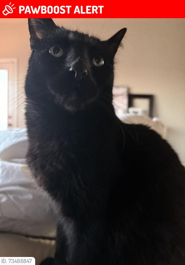 Lost Male Cat last seen Mesa ridge, Colorado Springs, CO 80925