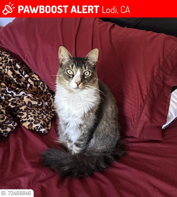 Lost Male Cat last seen First st, N school st, Lodi, CA 95240