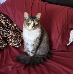 Lost Male Cat last seen First st, N school st, Lodi, CA 95240