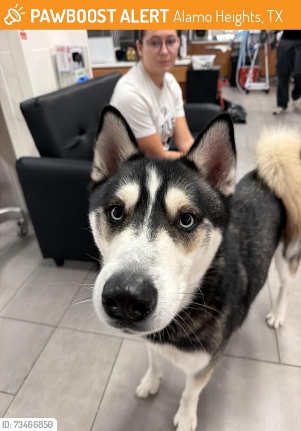 Found/Stray Male Dog last seen Quarry Market, Alamo Heights, TX 78209