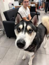 Found/Stray Male Dog last seen Quarry Market, Alamo Heights, TX 78209