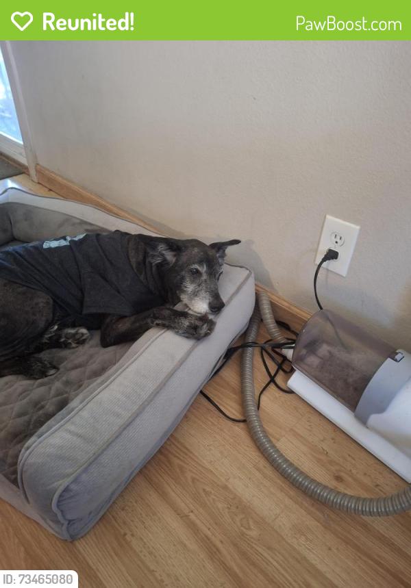 Reunited Male Dog last seen La Noche dr, San Marcos, CA 92078