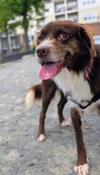 Reunited Male Dog last seen Cutwater place, Cascades, VA 20165