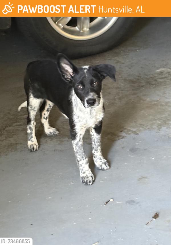 Found/Stray Male Dog last seen Near and Wall, Huntsville, AL 35811