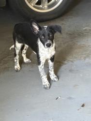 Found/Stray Male Dog last seen Near and Wall, Huntsville, AL 35811