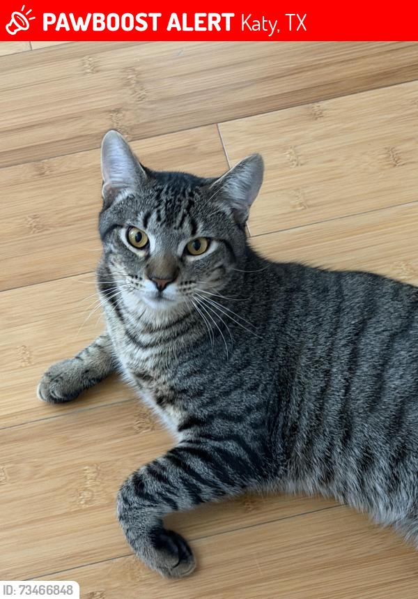 Lost Male Cat last seen Sierra Woods Lane, Katy, TX 77494