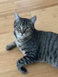Lost Male Cat last seen Sierra Woods Lane, Katy, TX 77494