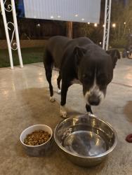 Found/Stray Male Dog last seen Fullerton Ct., San Jose, CA 95111