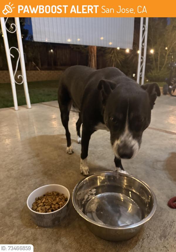 Found/Stray Male Dog last seen Fullerton Ct., San Jose, CA 95111