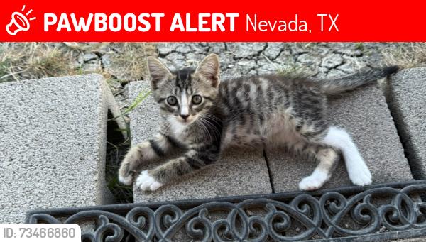 Lost Male Cat last seen Fm 6, Nevada, TX 75173