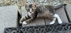 Lost Male Cat last seen Fm 6, Nevada, TX 75173