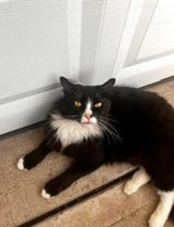 Lost Male Cat last seen Fresno, texas, Fresno, TX 77545
