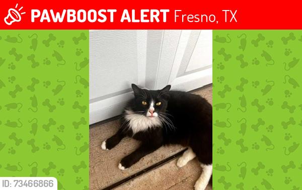Lost Male Cat last seen Fresno, texas, Fresno, TX 77545