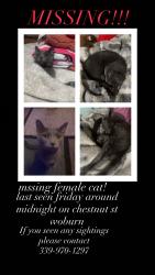 Lost Female Cat last seen chestnut st, Woburn, MA 01801