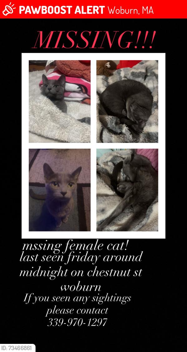 Lost Female Cat last seen chestnut st, Woburn, MA 01801