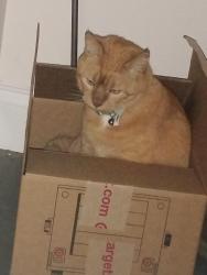 Lost Female Cat last seen Illinois ave, Milwaukee ave, West Melbourne, FL 32904
