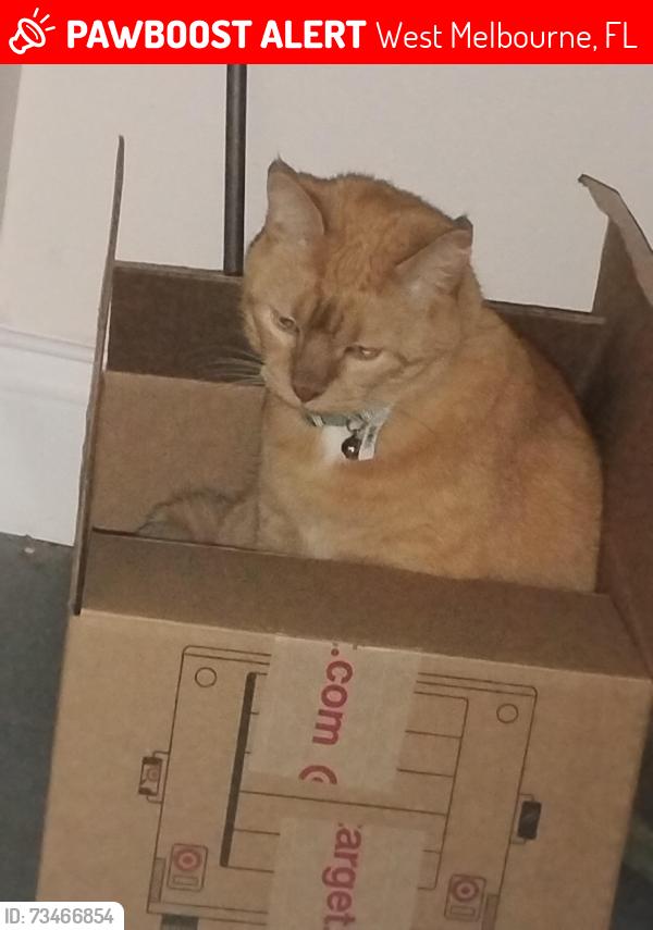 Lost Female Cat last seen Illinois ave, Milwaukee ave, West Melbourne, FL 32904