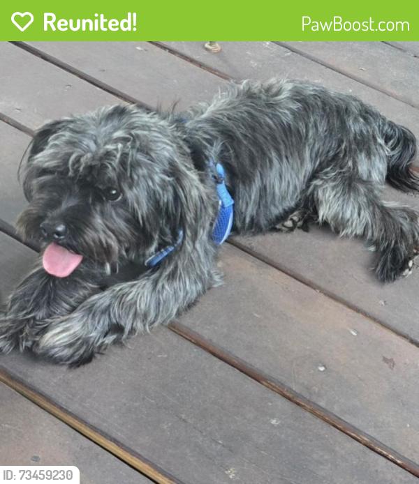 Reunited Male Dog last seen Wilson blvd and Spring Lake Road, Jacksonville, FL 32210