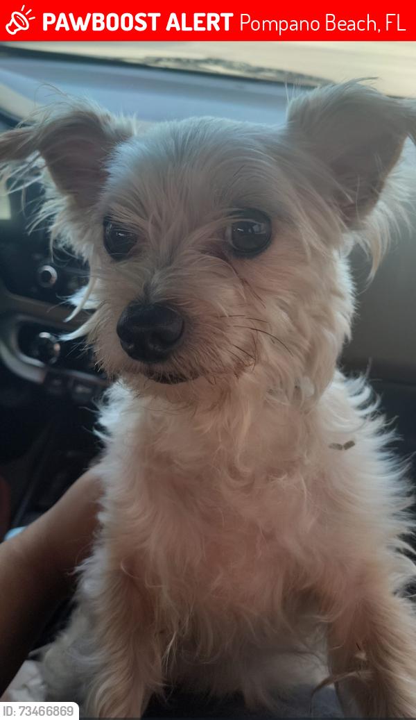Found/Stray Male Dog last seen Near NW 33rd St, Pompano Beach, FL 33064