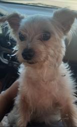 Found/Stray Male Dog last seen Near NW 33rd St, Pompano Beach, FL 33064