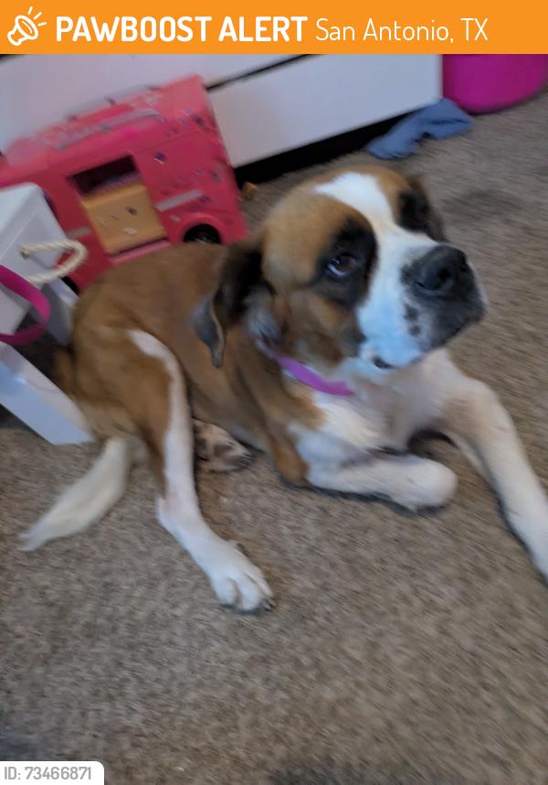 Found/Stray Female Dog last seen Paseo Grande, San Antonio, TX 78245