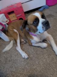 Found/Stray Female Dog last seen Paseo Grande, San Antonio, TX 78245