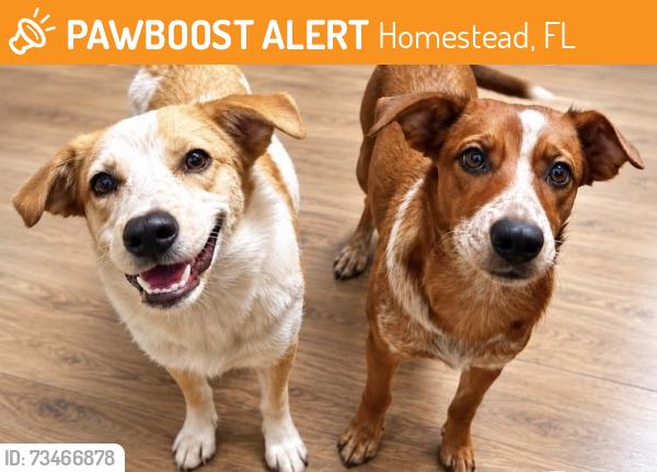 Found/Stray Female Dog last seen Waterstone, Homestead, FL 33033