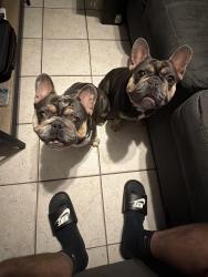 Lost Male Dog last seen Beech and Tallahassee, West Palm Beach, FL 33409