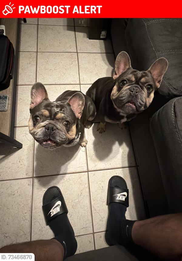 Lost Male Dog last seen Beech and Tallahassee, West Palm Beach, FL 33409
