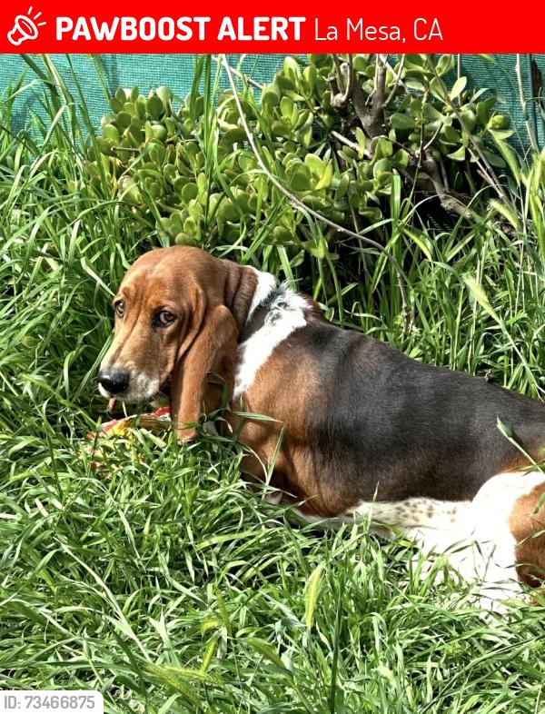 Lost Male Dog last seen Bancroft dr and campo road, La Mesa, CA 91941
