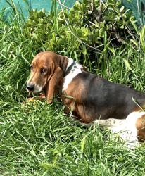 Lost Male Dog last seen Bancroft dr and campo road, La Mesa, CA 91941