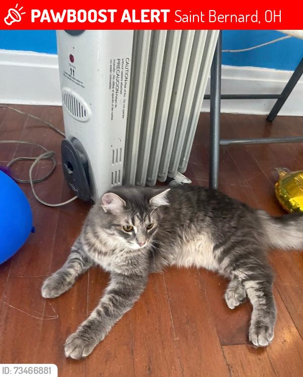 Lost Male Cat last seen Roger Bacon Stadium, Saint Bernard, OH 45217