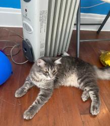 Lost Male Cat last seen Roger Bacon Stadium, Saint Bernard, OH 45217