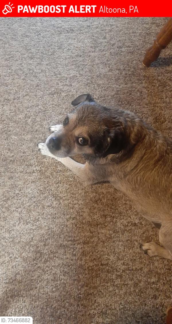 Lost Male Dog last seen Juniata elementary school, Altoona, PA 16601