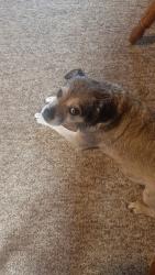 Lost Male Dog last seen Juniata elementary school, Altoona, PA 16601