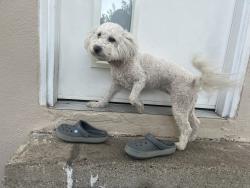 Found/Stray Female Dog last seen Near silver Ave / grocery outlet, San Francisco, CA 94134