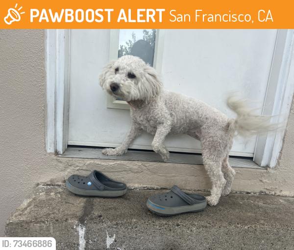 Found/Stray Female Dog last seen Near silver Ave / grocery outlet, San Francisco, CA 94134