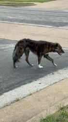 Found/Stray Unknown Dog last seen Meadow view ln, Flint, TX 75762